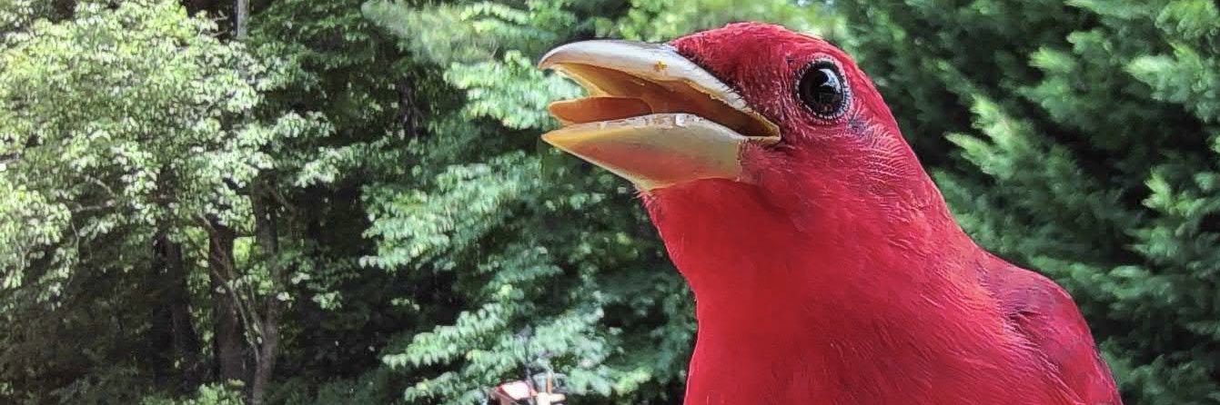 Nicole Taborn banner