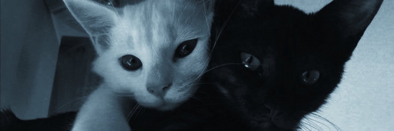 iimisky's profile banner image