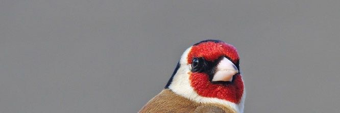 Obsidian_beard1's profile banner image