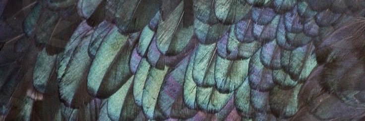 🌾🌘Dusk🌒🌾 banner