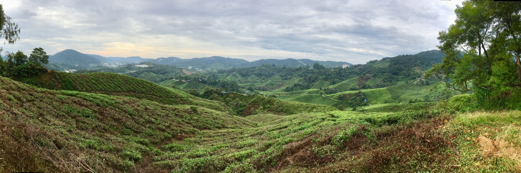 Connor Butler banner