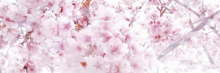 VANESSA ☀️ banner