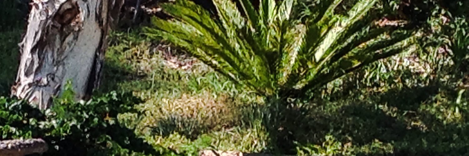 noahzbark's profile banner image