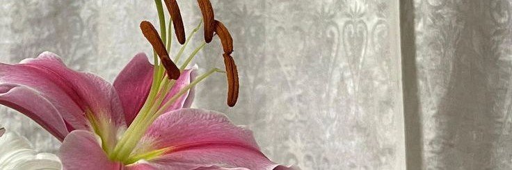 miloO²7 banner