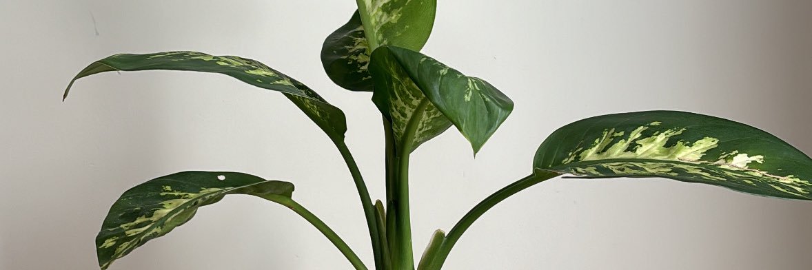 لمارينا banner