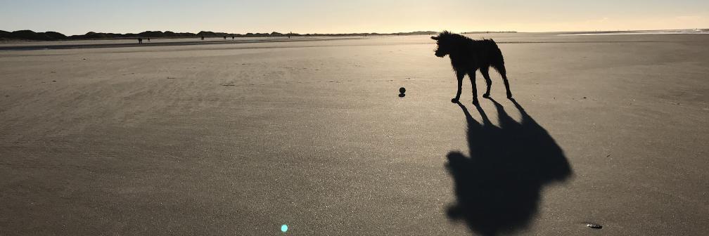 Johannes Bornewasser banner