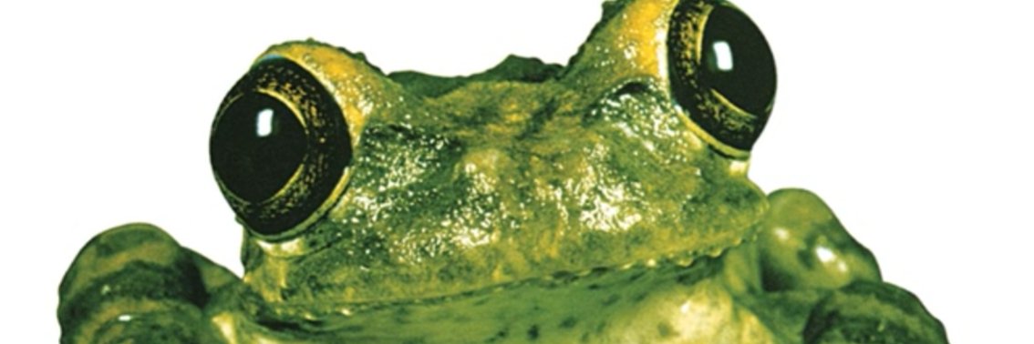 pyrofrogg's profile banner image
