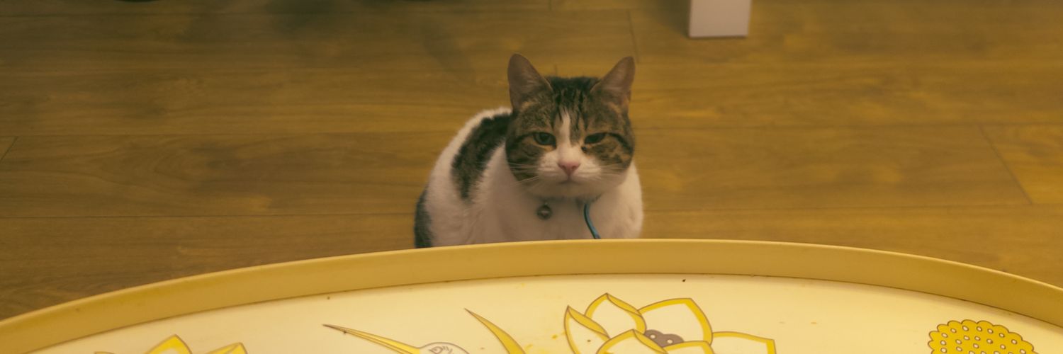 MO MO 🇵🇸🏳️‍⚧️ banner