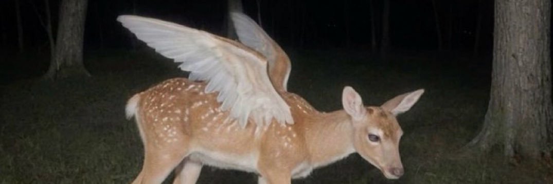 Starr ☆ | edtwt banner