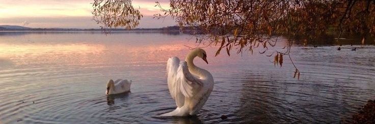 ✶ in moonvale banner