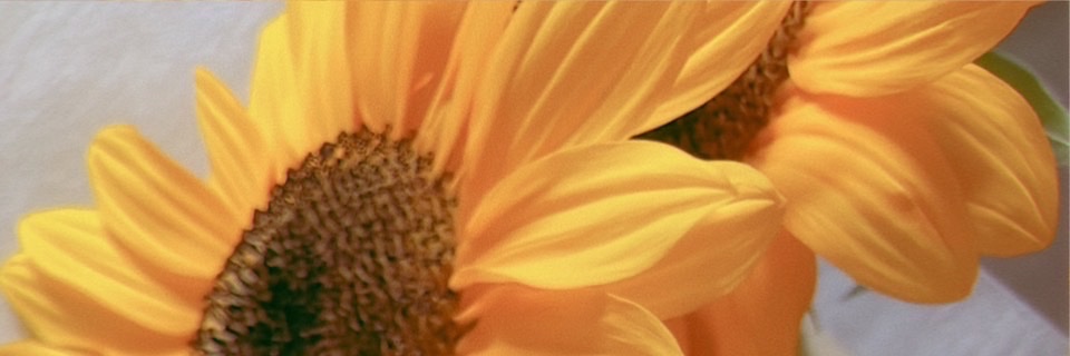 _raku_'s profile banner image
