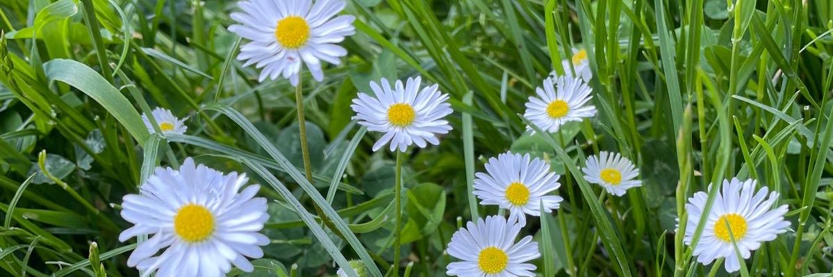 GOLDWILDPOPPY's profile banner image