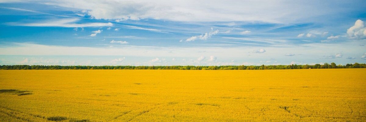 samogonsoft's profile banner image