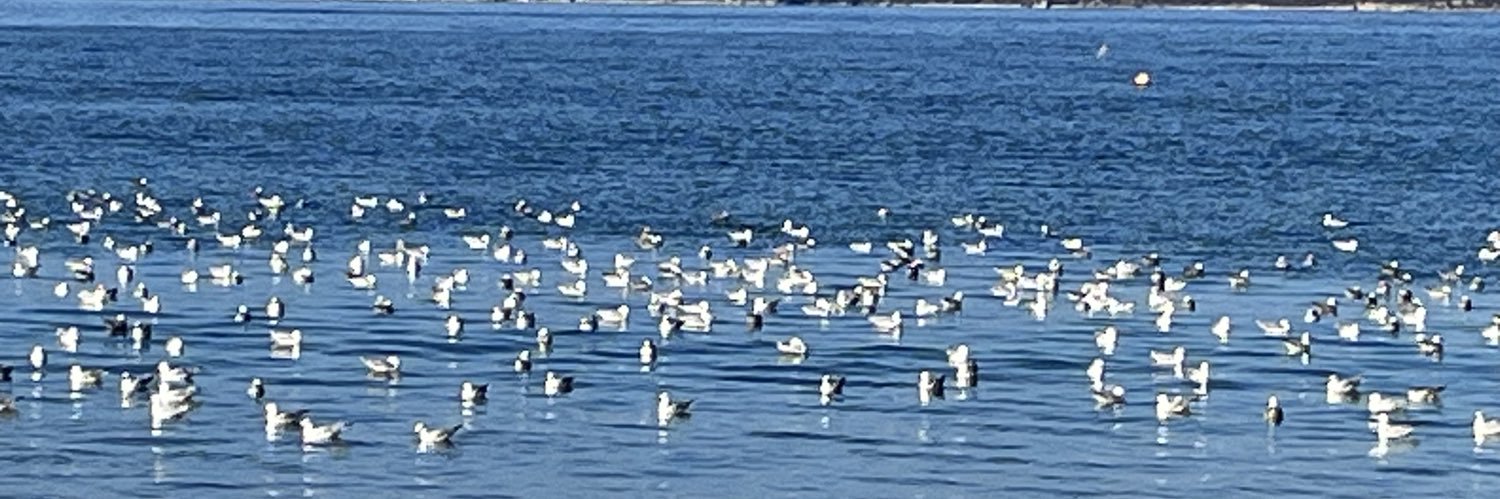 ☀️sunshineglenny rn ☀️ banner