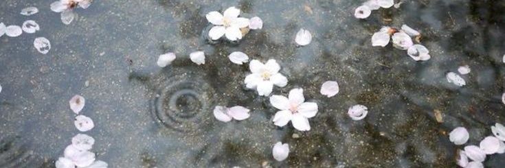 ♱ ivie ݁₊ . banner