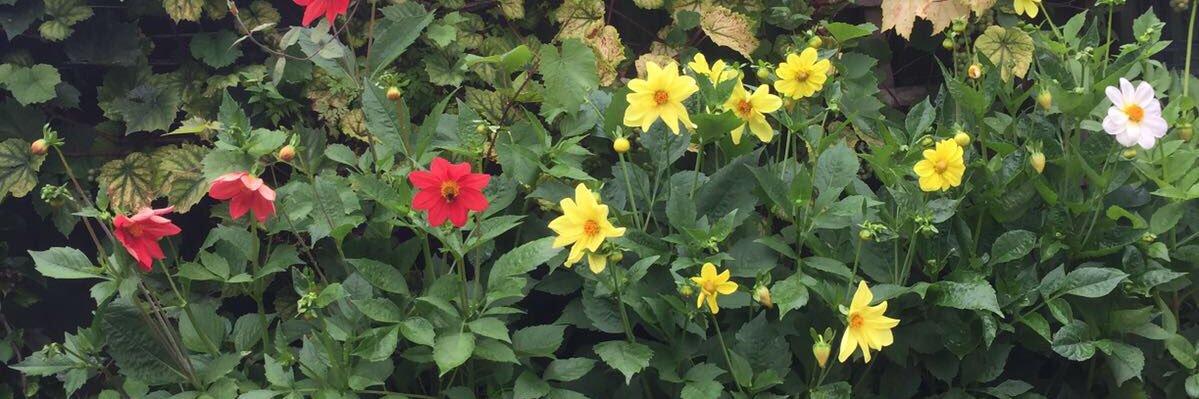 Elton Dzikiti banner