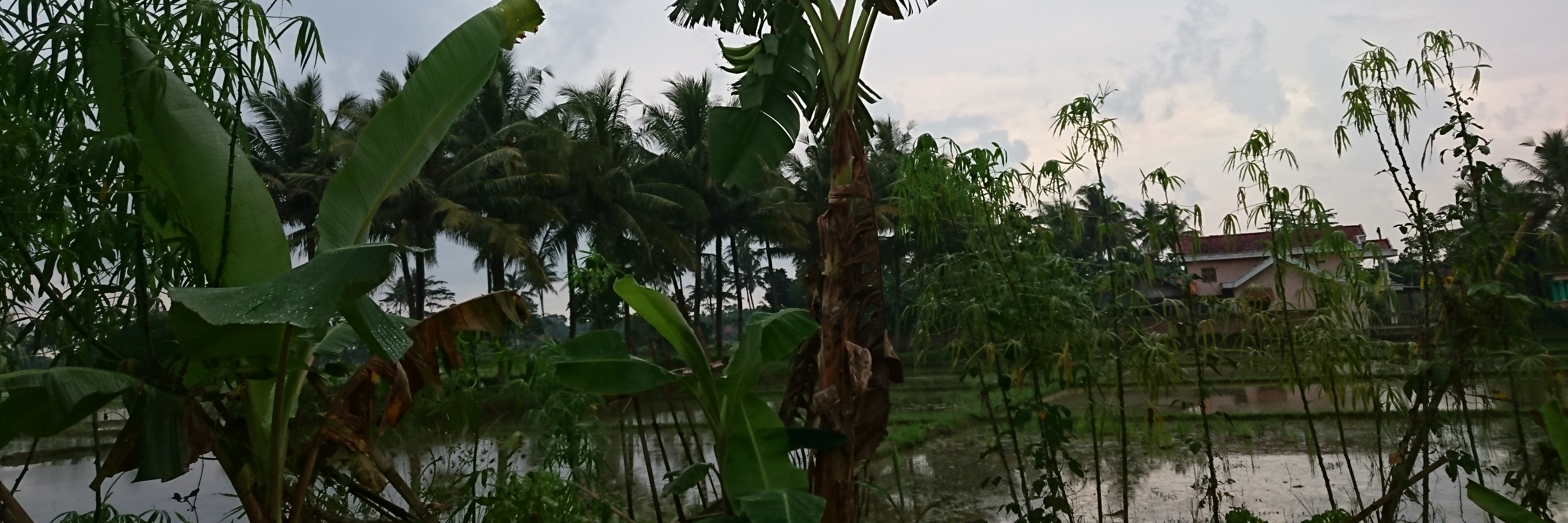 pujek_clp's profile banner image