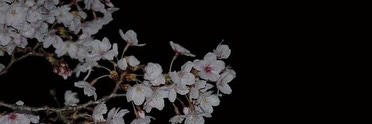❤︎nittykitty❤︎ banner