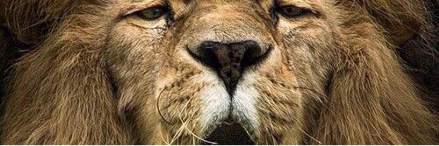 shehuatta1's profile banner image