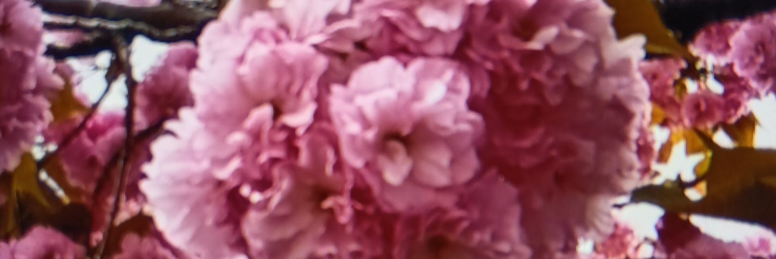 安心ショッピングサポート🛍️ banner