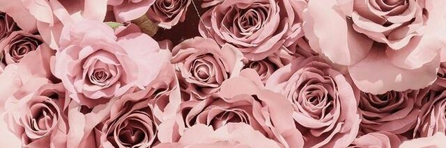 SalsaAcha's profile banner image