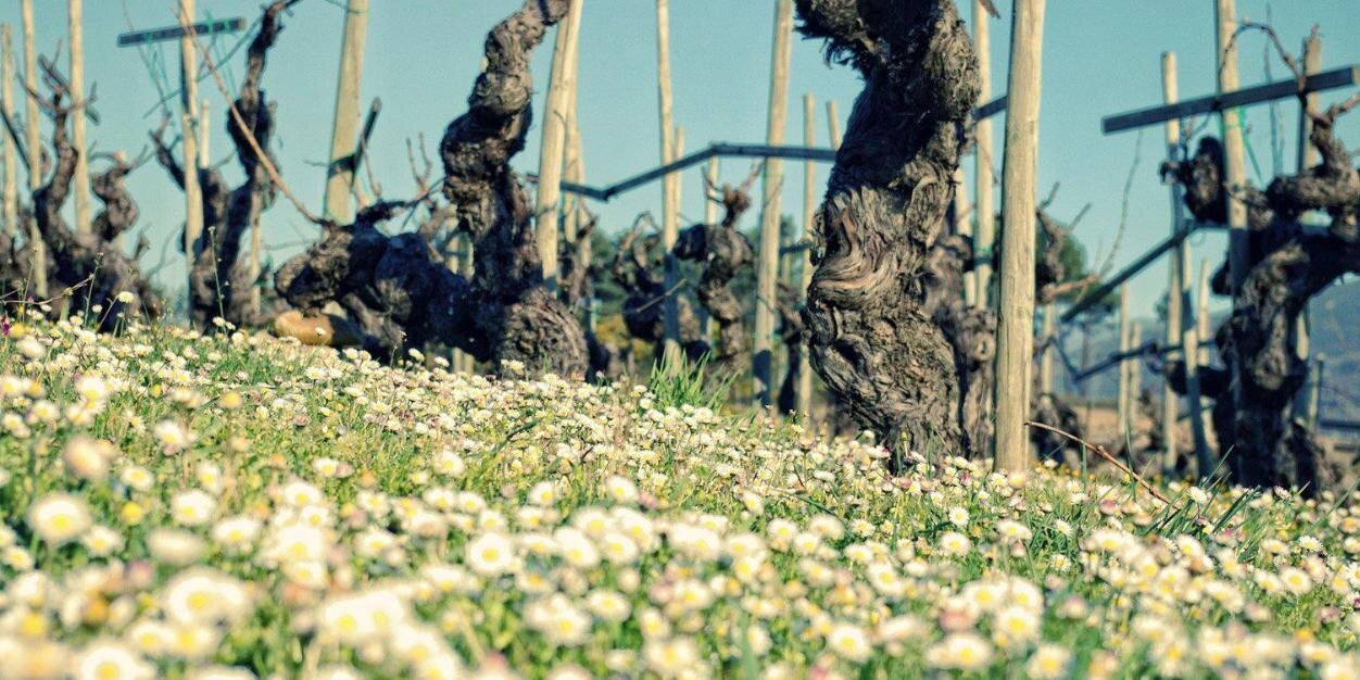 enofilicos's profile banner image