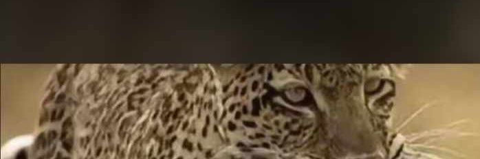 Mohammed Alkasnawiy banner