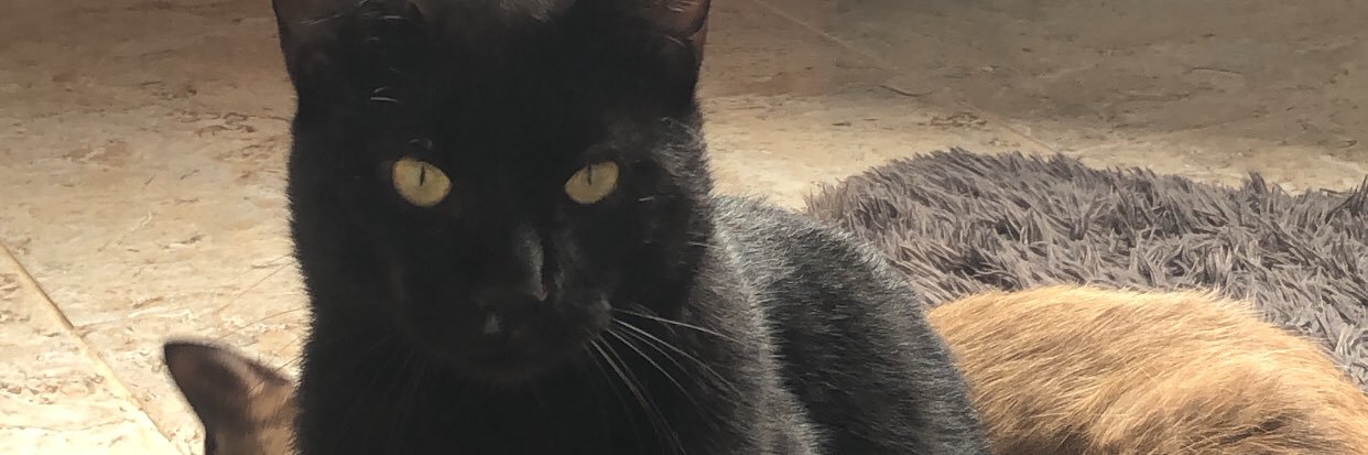 Seu ariano preferido 🫵♈️ banner