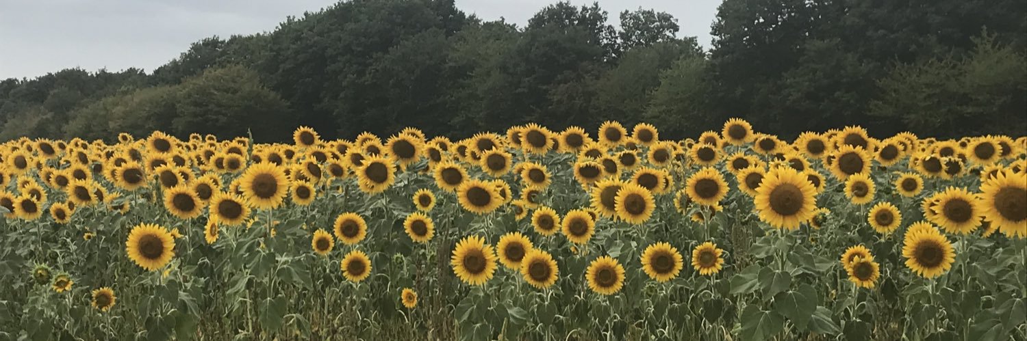 StephShenton's profile banner image