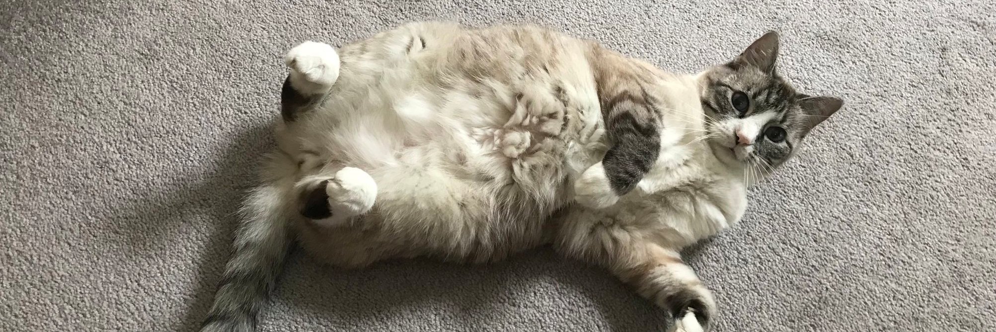 Danalynne W. Menegus banner