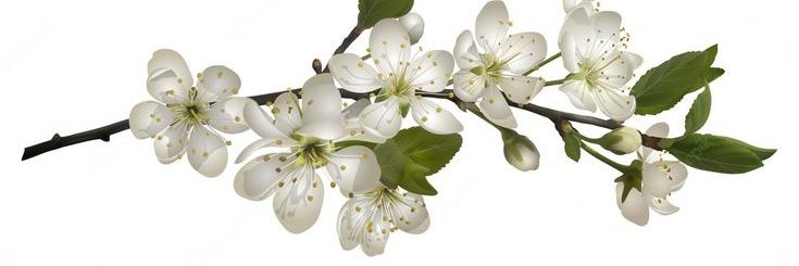 ︎︎ ︎︎︎ ︎︎︎ ︎𝐩𝐚𝐫᤻𝐚᤻𝐝𝐢𝐬𝐞 ៹𝐥𝐨𝐬𝐭 ︎︎ ︎︎︎ ︎᪥ banner