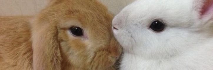 𝐁𝐞𝐥𝐥𝐚 𝐁𝐮𝐧𝐧𝐲 🪵 edtwt banner