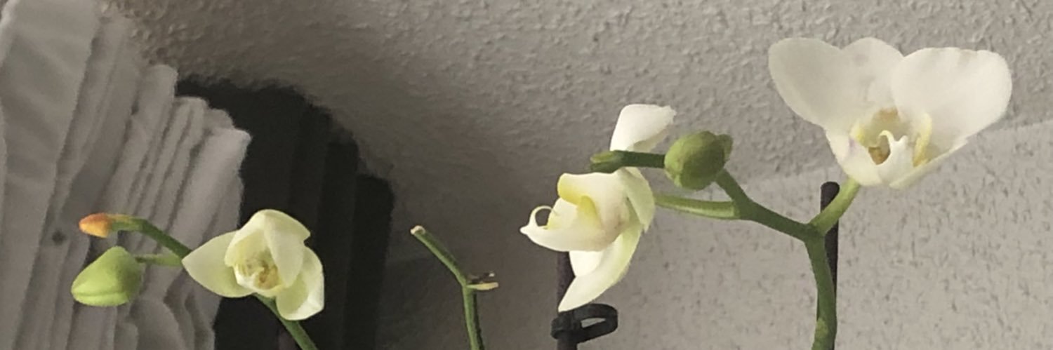 MVanessas's profile banner image