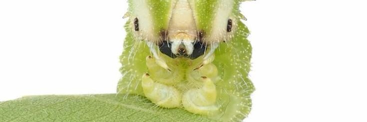 yasu 🍏🐛 banner