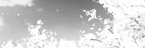 chamomile 🔞 banner
