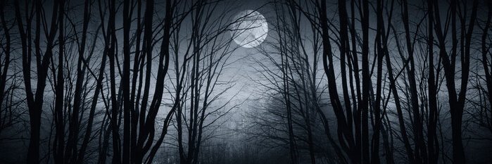 𝐓𝐇𝐄 𝐅𝐎𝐑𝐄𝐒𝐓 banner