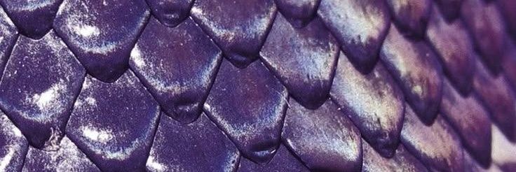 𝖏 𝖆 𝖘 𝖒 𝖎 𝖓 𝖊 ✨ banner