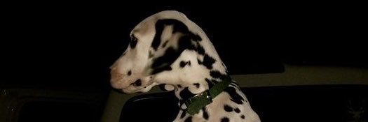 mutt_mp3's profile banner image
