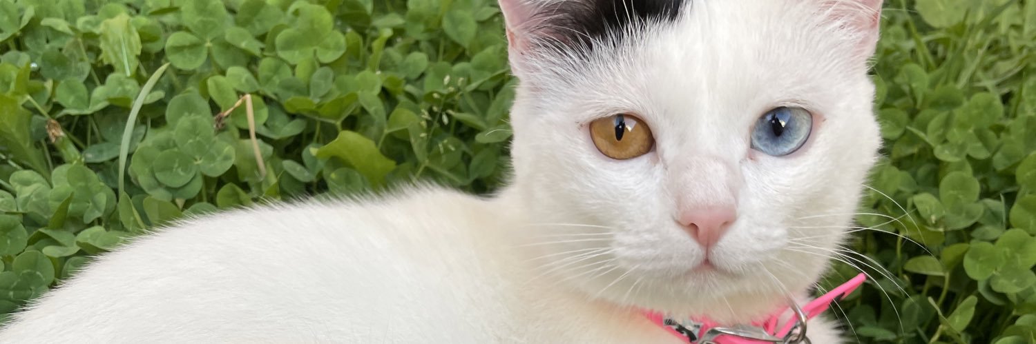 solzingale's profile banner image