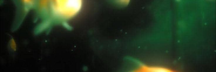 kaka banner