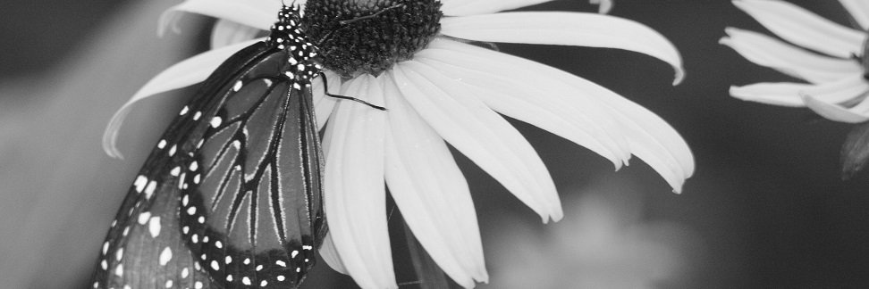 Bonniejean Alford 🖊 📖 (#LOVEwins #ENDhate) banner