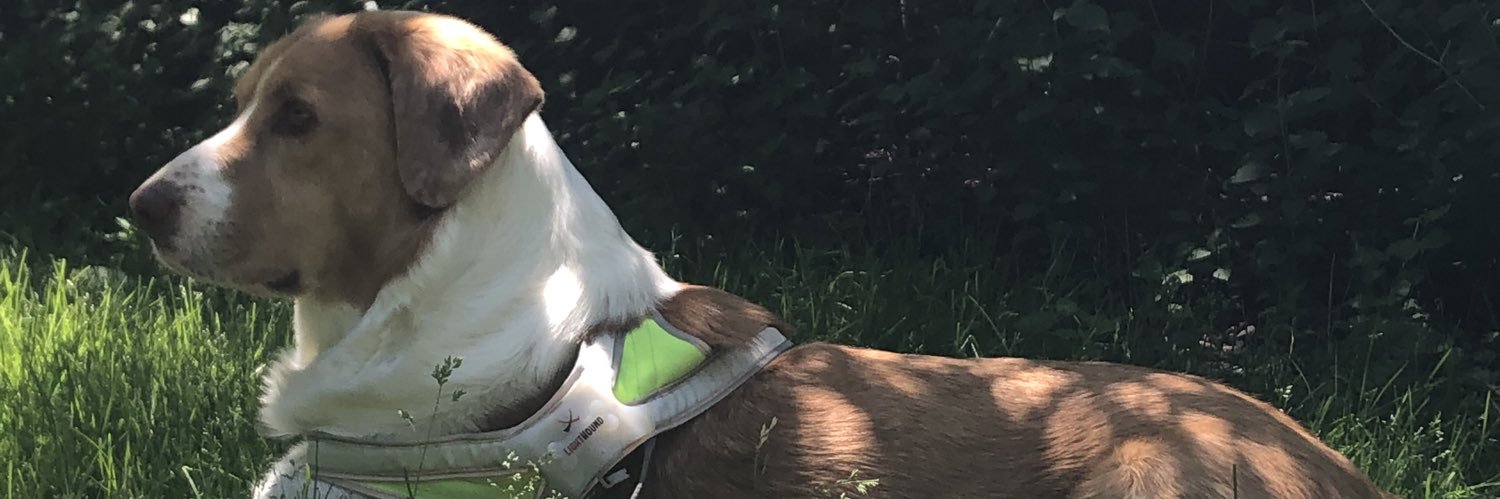SFGore's profile banner image