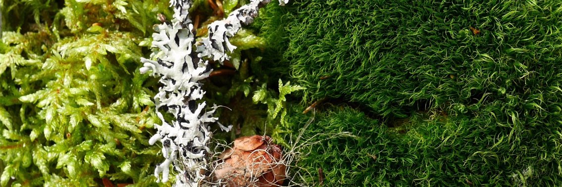 plantsolutions's profile banner image