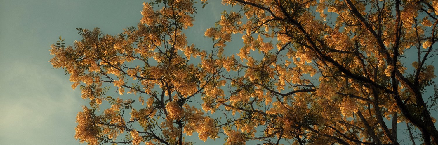 Bertille Lagorce banner