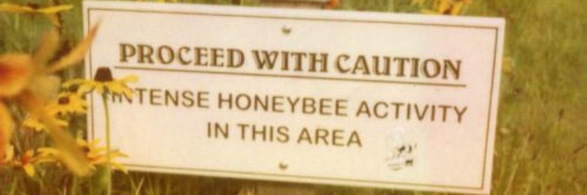 rin ˚˖𓍢ִ໋❀ banner