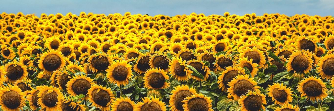 almuu_torres's profile banner image