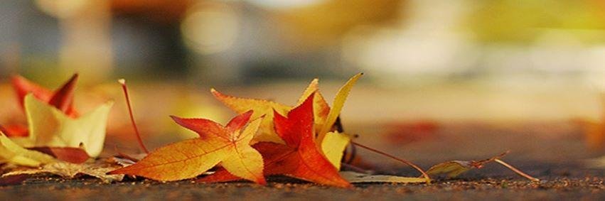 bilibio's profile banner image
