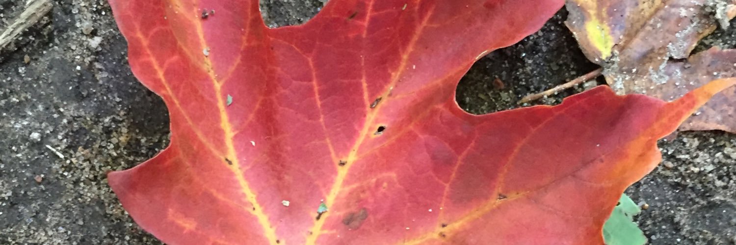 mfc_principal's profile banner image