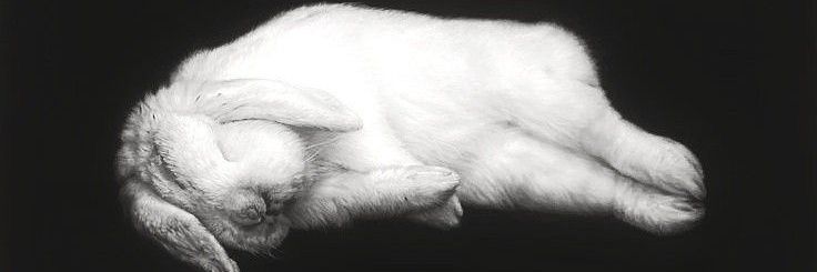kitty~ banner