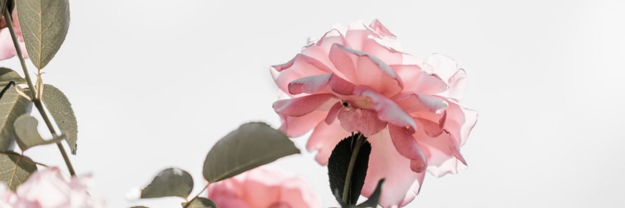jazminelb's profile banner image